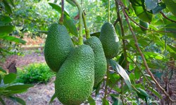 Productores de la Ribera migran de cítricos a aguacate ante crisi del mercado