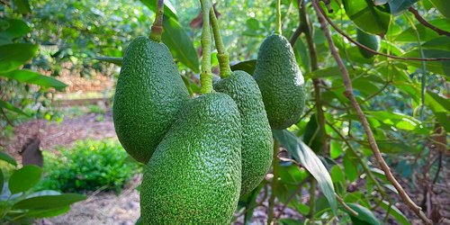 Productores de la Ribera migran de cítricos a aguacate ante crisi del mercado