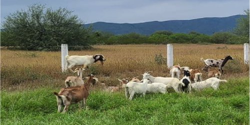 Detienen a joven acusado de robarse 20 cabras en Matehuala