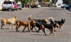 Esterilizaciones ayudan a prevenir casos de rabia humana, al reducir las poblaciones caninas y felinas