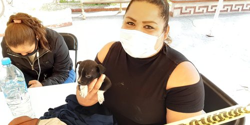 Hasta seis reportes diarios de perritos atropellados o abandonados reciben asociaciones