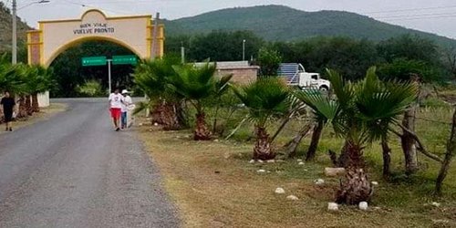Por sequía, productores se deshacen de ganado en Labor Vieja