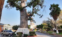 Crearán santuario de aves en la plaza principal de Ciudad Fernández
