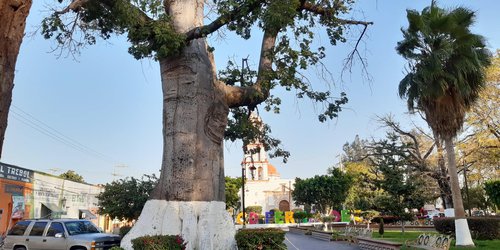 Crearán santuario de aves en la plaza principal de Ciudad Fernández