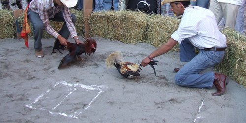 No habrá más peleas de gallos en espacios municipales de CDFDZ