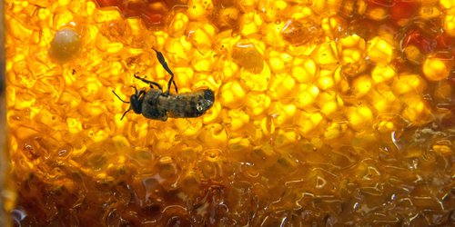 Emite Agricultura Norma Oficial para impulsar el desarrollo de la apicultura e impedir fraude al consumidor de miel