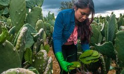 Desarrolla Conaza proyectos productivos integrales en beneficio de pobladores de zonas áridas y semiáridas
