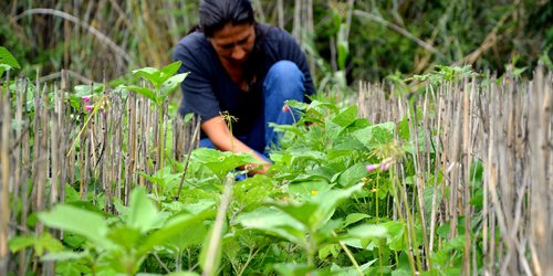 En Iniciativa Frijol para México, la clave es la integración de la cadena productiva: Agricultura