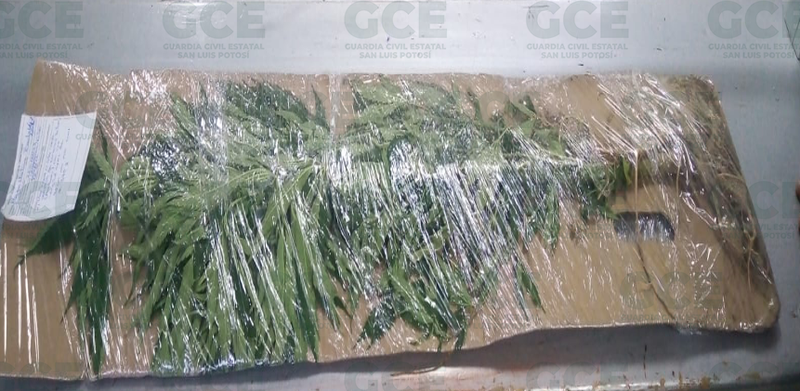 210822 Boletín 1868,GUARDIA CIVIL ESTATAL ASEGURA 58 DOSIS DE ENERVANTES Y 4 PLANTAS DE MARIHUANA_3.png