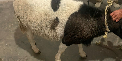 Por presunto abigeato, detienen a sujeto en Matehuala