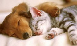 Hay más de 12 mil 800 perros y gatos en Ciudad Fernández
