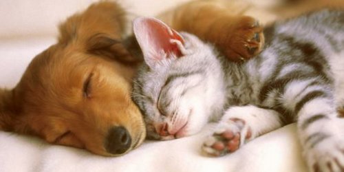 Hay más de 12 mil 800 perros y gatos en Ciudad Fernández