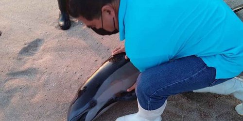 Delfín muere de paro cardiorrespiratorio tras quedar varado en playas de Mazatlán