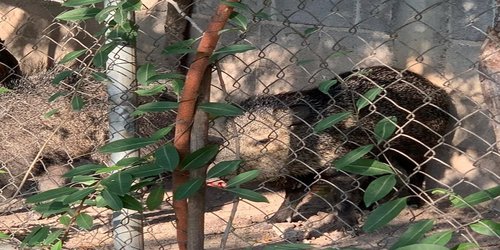 Capturan jabalíes salvajes en domicilio de San Antonio de las Higueras