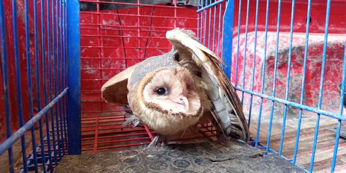 Resguardan lechuza común localizada en secundaria de Rioverde