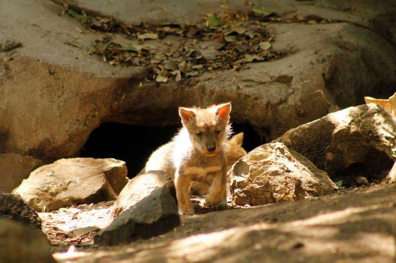 5-crías-de-lobo-mexicano-nacen.jpg