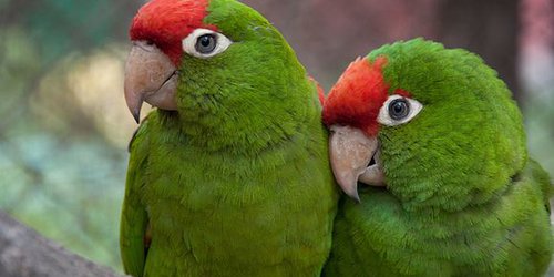 Reforma a la Ley Ambiental mejorará mecanismos de protección a la vida silvestre