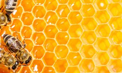 No hay exportación de miel, porque Gobierno Federal no ha retomado convenios comerciales