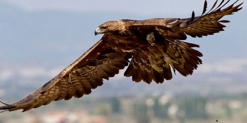 Hay cinco nidos de Águila Real en SLP