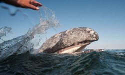 Más de 40 barcos extranjeros han pescado ilegalmente