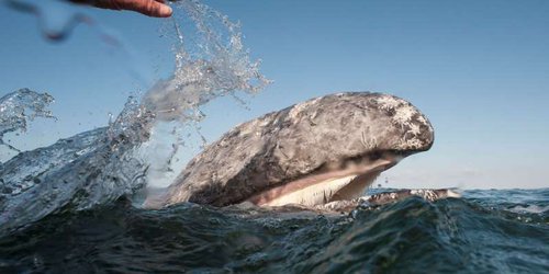 Más de 40 barcos extranjeros han pescado ilegalmente