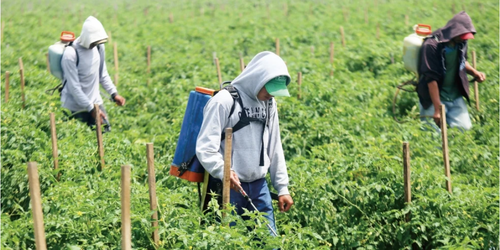 Fueron rescatados 35 jornaleros presuntamente explotados  en Villa de Arista.