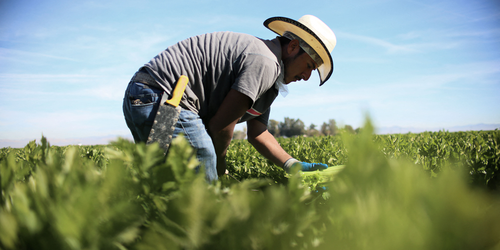 Apenas el 10 % del campo mexicano usa prácticas regenerativas; urge acelerar la transición: CIMMYT