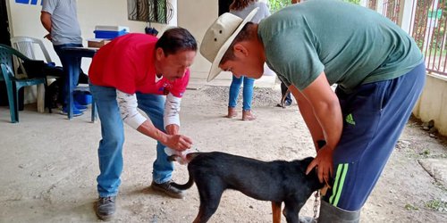 Más de 500 mil perros y gatos han sido vacunados contra la rabia; van por otros 100 mil