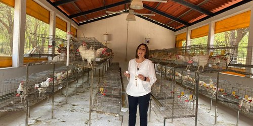 DIF estatal distribuirá dos mil paquetes para granjas avícolas