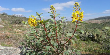 Investigan propiedades de especies del desierto mexicano para tratar cáncer y diarreas