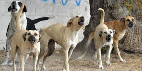 Mascotas sin supervisión forman manadas en áreas rurales