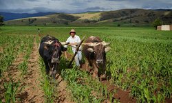 SEDARH reconoce a las y los trabajadores agrícolas en su día