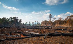 En Brasil, deforestación en Amazonia alcanza récord