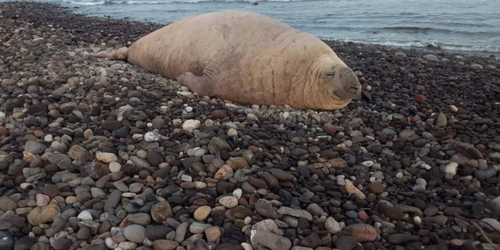 ‘Si está re’ a gusto’: Sorprende el elefante marino ‘Panchito’ a visitantes de playas en Nayarit.