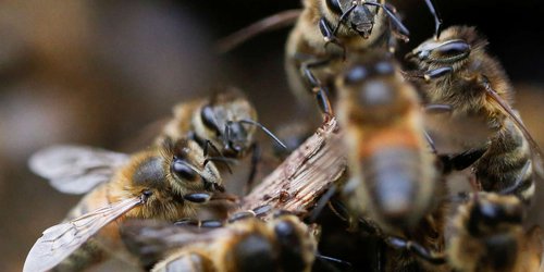 En Holanda, investigadores entrenan abejas para detectar casos de covid-19