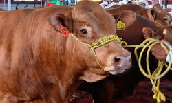 España prohíbe las exportaciones de ganado vivo por un brote de dermatosis nodular contagiosa.