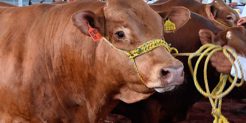 España prohíbe las exportaciones de ganado vivo por un brote de dermatosis nodular contagiosa.