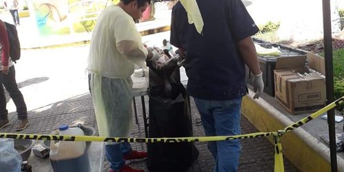 Se le muere perrita en jornada de esterilización altruísta, en Tamasopo