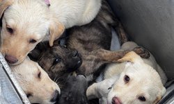 Hoy es el Día Mundial del Perro