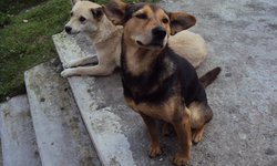 Realizarán jornada de esterilización canina en Ciudad Fernández
