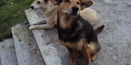Realizarán jornada de esterilización canina en Ciudad Fernández