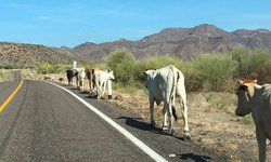 Ganado y ahora motociclistas incrementan riesgo de accidentes en carretera