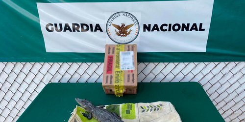 Decomisan un cocodrilo y una pitón bola en aeropuerto de SLP