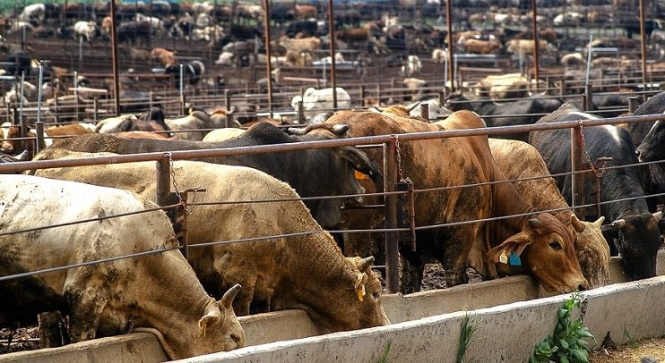 Ganado-mi rioverde.jpg