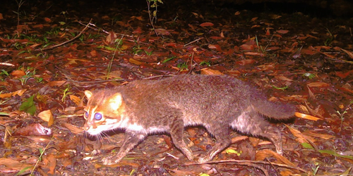 Gato salvaje que se pensaba extinto vuelve a ser visto en Tailandia.