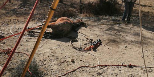 Bomberos rescatan una yegua que cayó a profundo pozo