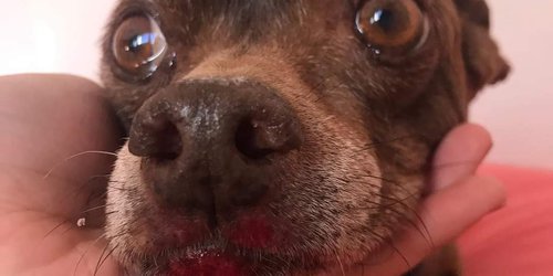 Estremece en redes maltrato a perrito, por sujeto