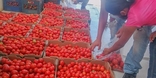 El DIF Rioverde entrega 17 toneladas de tomates a familias de colonias y comunidades