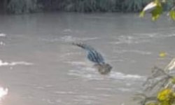 Desalojan a bañistas por presencia de cocodrilo en Río El Naranjo