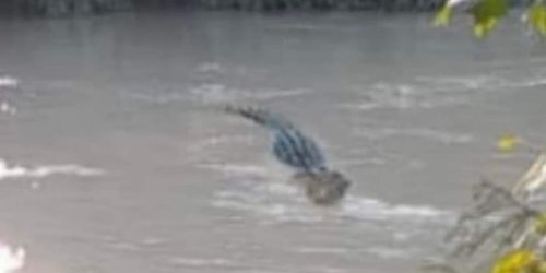 Desalojan a bañistas por presencia de cocodrilo en Río El Naranjo